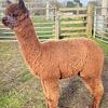 TOFT Nautilus Light Fawn Stud Male standing at TOFT Alpaca Stud